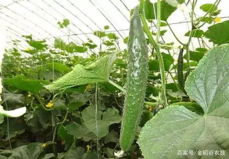 消之宝 消之宝